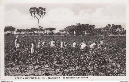 AFRICA COSTUMES - Mansura, raccolta del cotone - Egypt - Traldi Photo Postcard