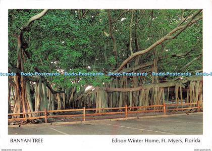 D031094 Banyan Tree. Edison Winter Home. Ft. Myers. Florida. Thomas Edison Winte