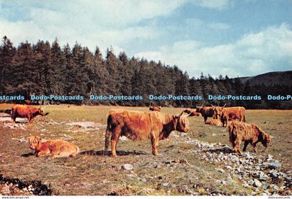 D117120 Highland Cattle at Invercauld. Deeside. Aberdeenshire. Dixon