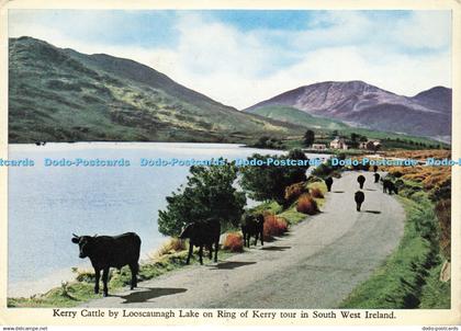 D162665 Kerry Cattle By Looscaunagh Lake on Ring of Kerry Tour in South West Ire