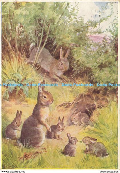 D167264 Rabbit. Hale. Margaret W. Tarrant. Cushman and Flint. The Medici Society