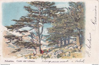 PALESTINE - Cedri del Libano 1904 Postcard