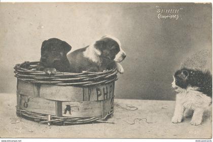 PC18196 Old Postcard. Puppies and Kitten. M. and A. Austin. 1910