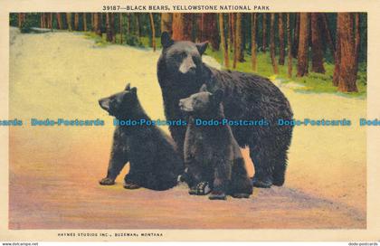 R035479 Black Bears. Yellowstone National Park. Haynes. 1966