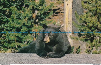 R035480 Black Bear in Yellowstone National park. Wyoming