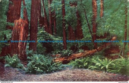 R071462 Muir Woods National Monument. Mill Valley. California. Crocker