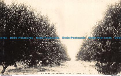 R102511 Peach Orchard Penticton. B. C. Bill Hopkins Collection