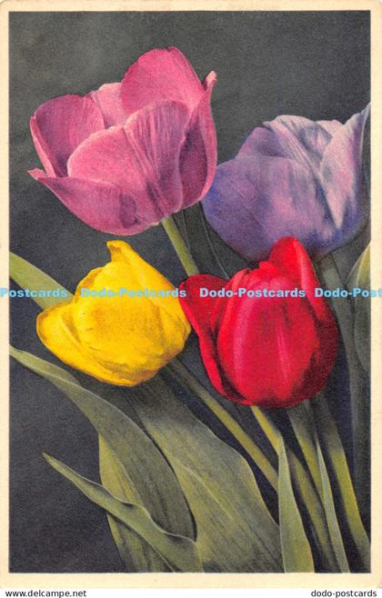 R168516 Tulipa hybrida hort. Darwin Tulpen. Tulipes Darwin. E. Gyger and Klopfen