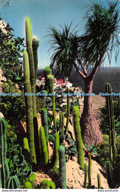 R269992 S 301 Jardin Exotique de Monaco Symphonie en blanc Nolina recurvata 1959