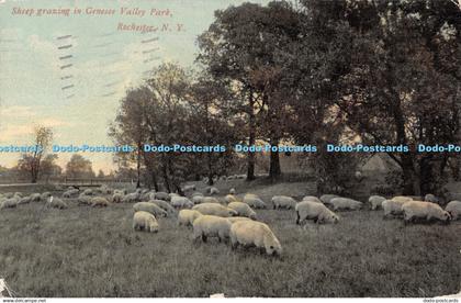 R343615 Sheep grazing in Genesee Valley Park Rochester N Y Rochester New Company