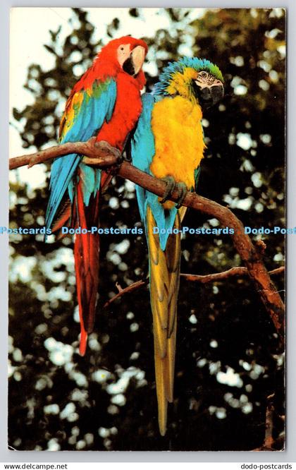 R739702 Leicestershire Twycross Zoo Macaws Photo Precision