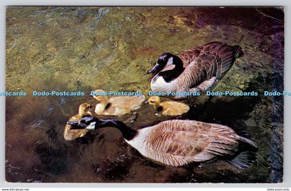 R743541 Ducks A scene near Bracebridge Muskoka Ontario Prismaflex Color Wilson D