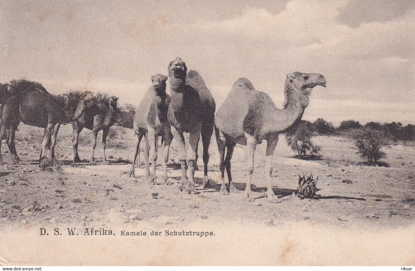 NAMIBIE(SCHUTZTRUPPE) CHAMEAU