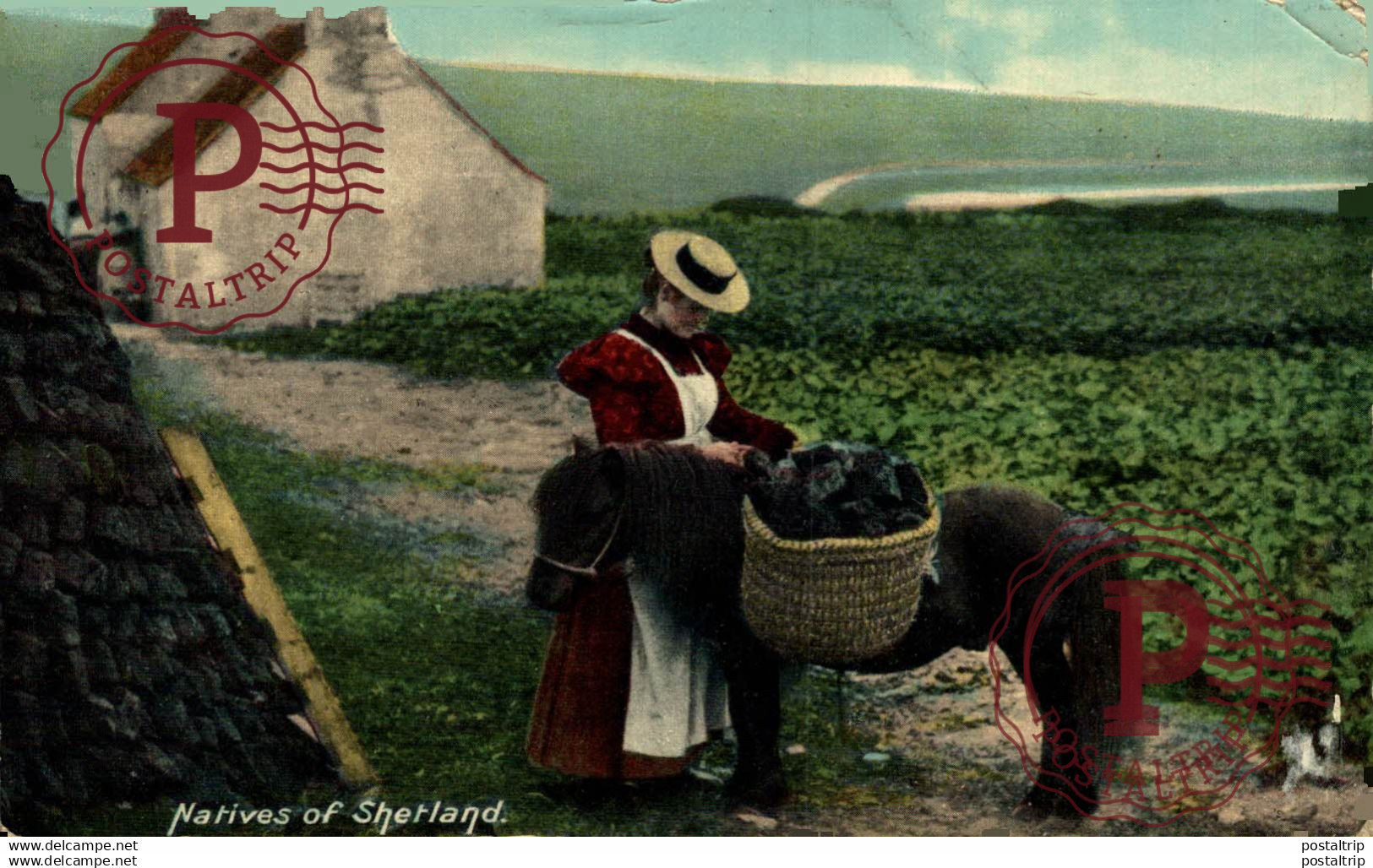 NATIVES OF SHETLAND  SHETLAND PONIE  PONIE