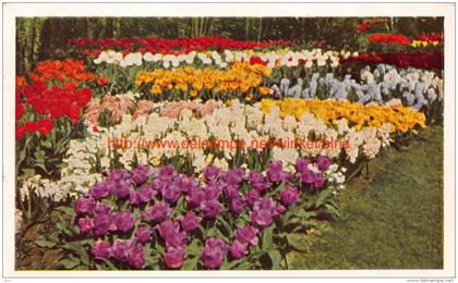 1955 Keukenhof - Lisse