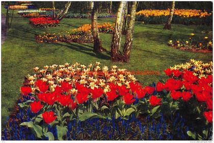 Keukenhof - Lisse