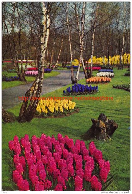 Keukenhof - Lisse