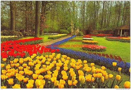 Keukenhof - Lisse