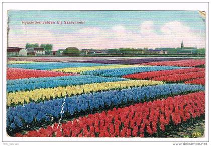 "Hyacinthenvelden bij Sassenheim" Kleuren