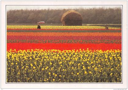 Bloembollenvelden - Zuid-Holland