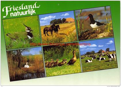 Natuur - Friesland