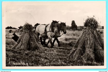 Rijssen op de Esch - Chevaux - Foin - Attelage - Animée - 1954