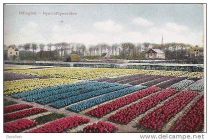 HILLEGOM HYACINTHENVELDEN 1912