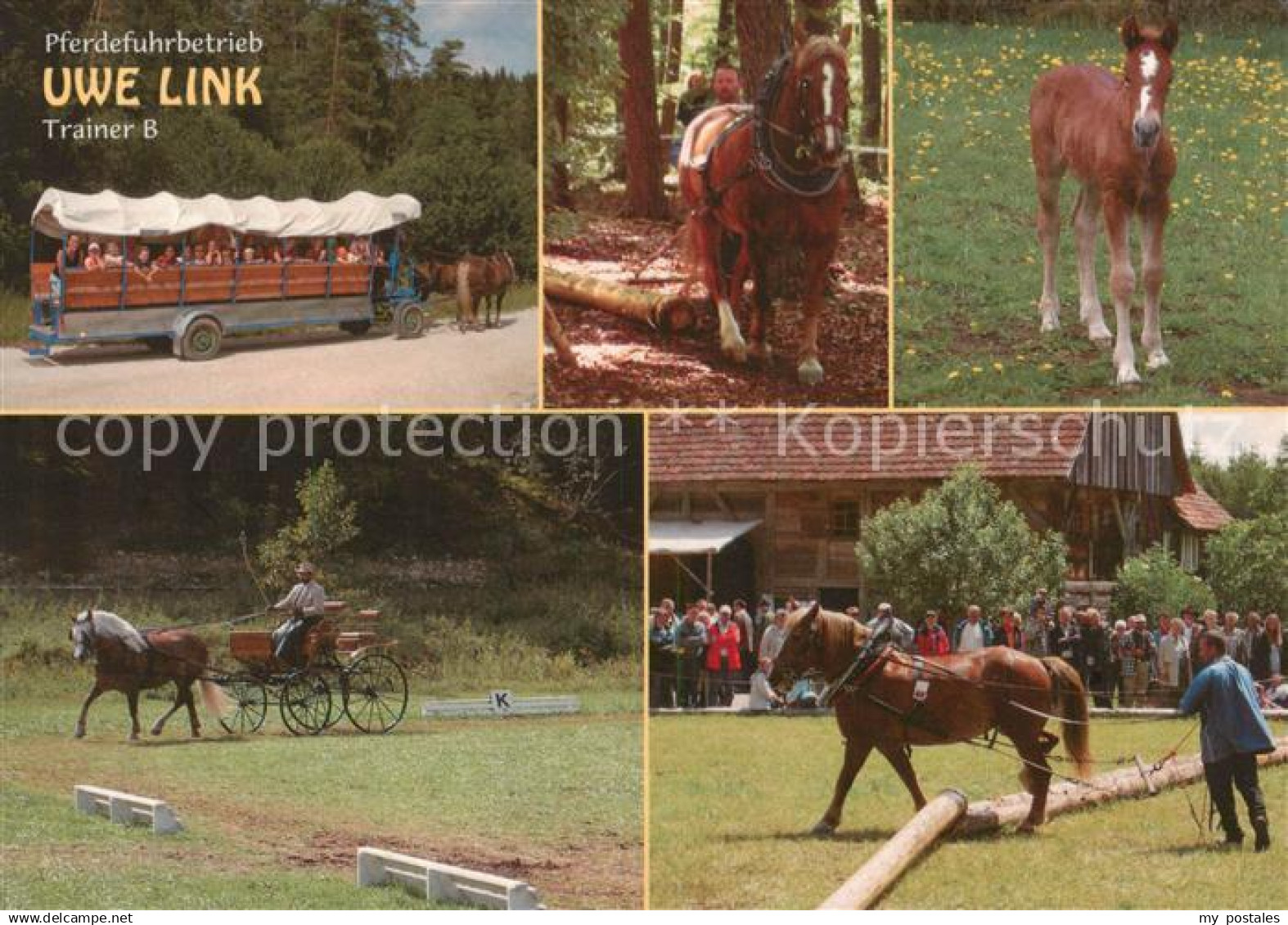 Neufra Hohenzollern Pferdefuhrbetrieb Uwe Link Trainer B Planwagenfahren Holzrue