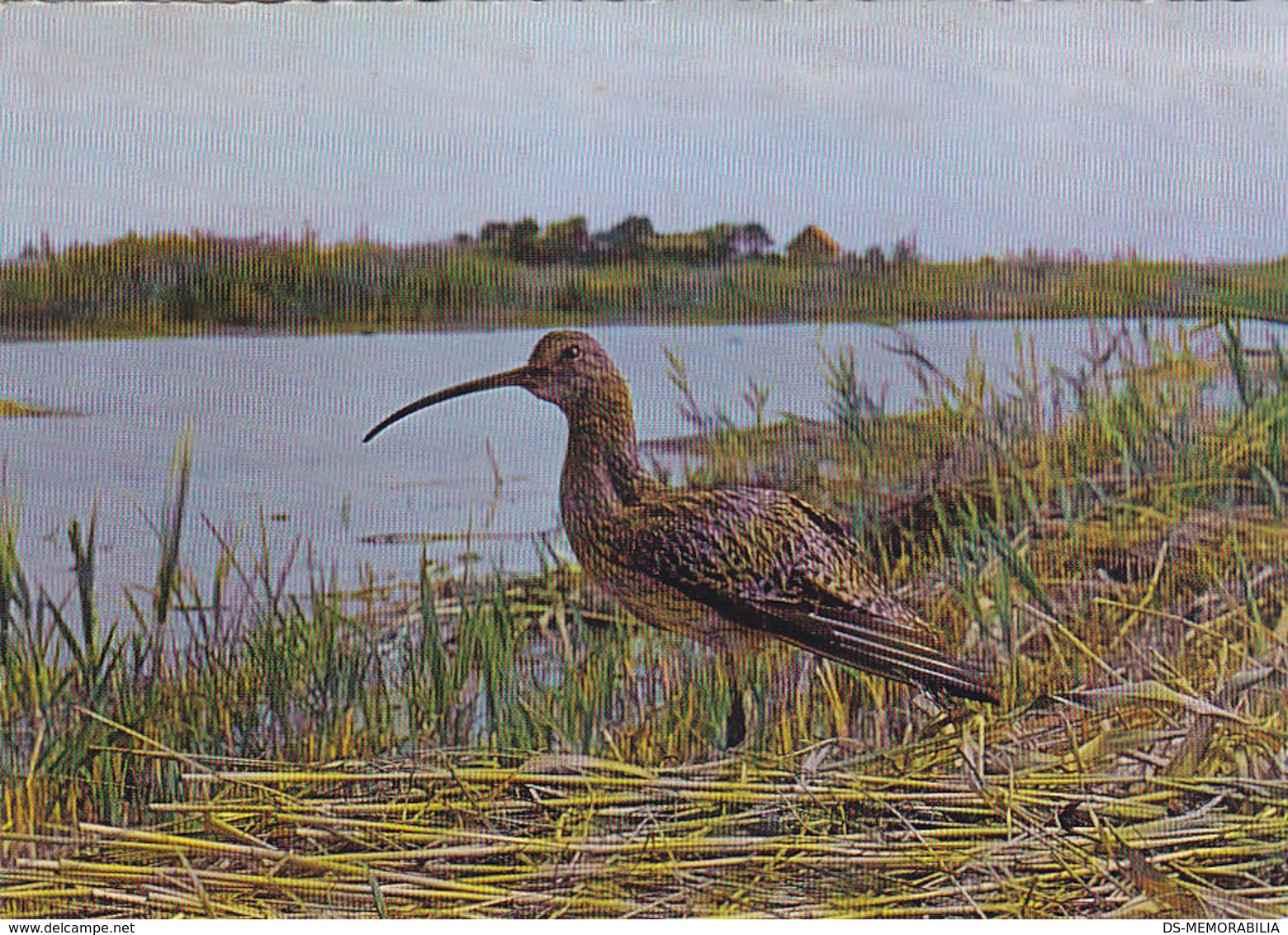 Neusiedlersee - Brachvogel 1965