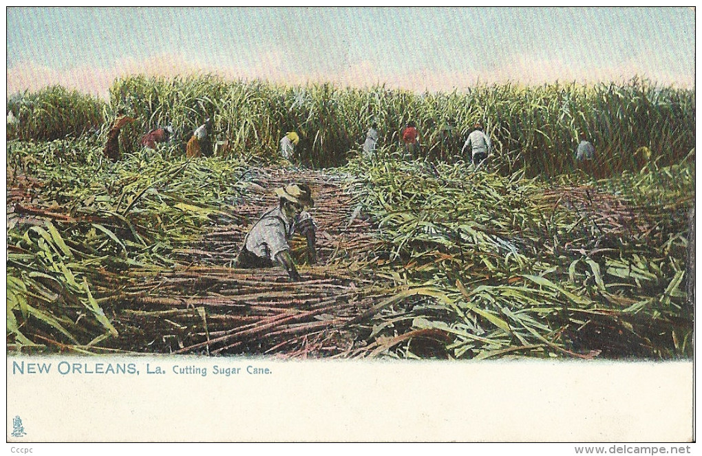 New Orleans Cutting Sugar Cane