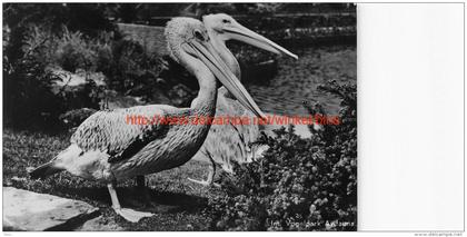 Vogelpark Avifauna Alphen ad Rijn