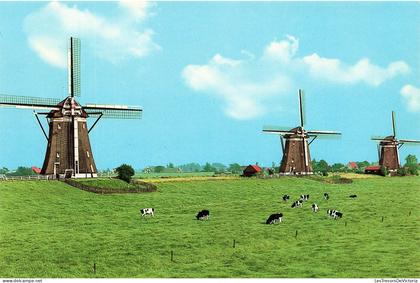 PAYS-BAS - Leidschendam / Holland - moulins - vaches - paysages - paturage - Carte Postale