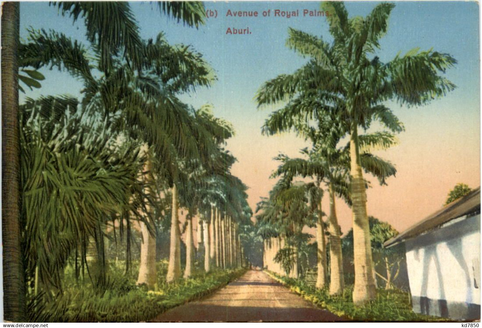 Nigeria - Aburi - Avenue of Royal Palma