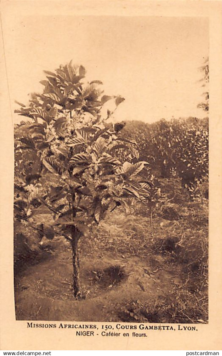 Nigeria - Coffee tree in flower - Publ. African Missions of Lyon (France)