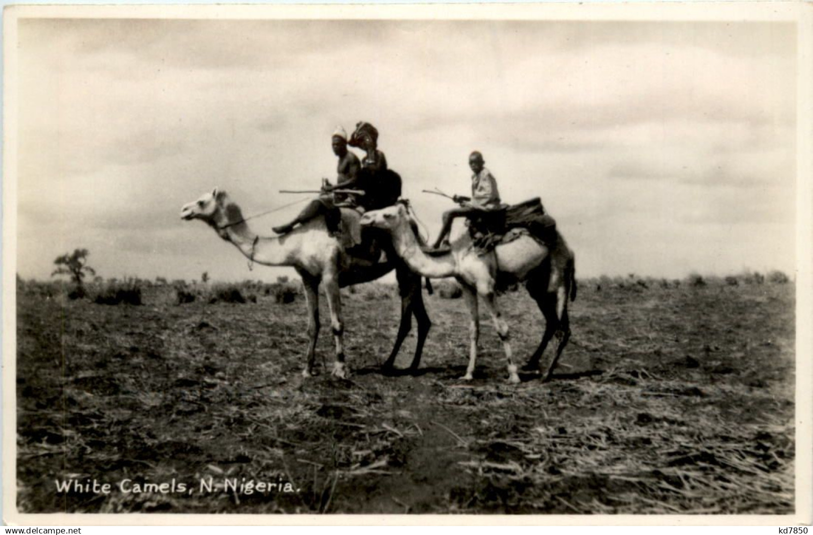 Nigeria - White Camels