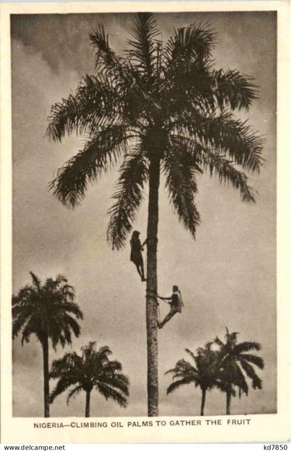 Nigeria - Climbing Oil Palms