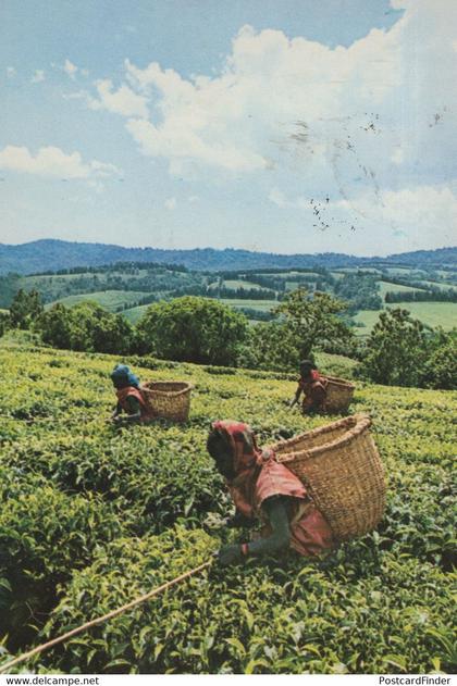 Burundi Women With Baskets Working Workers Africa Postcard