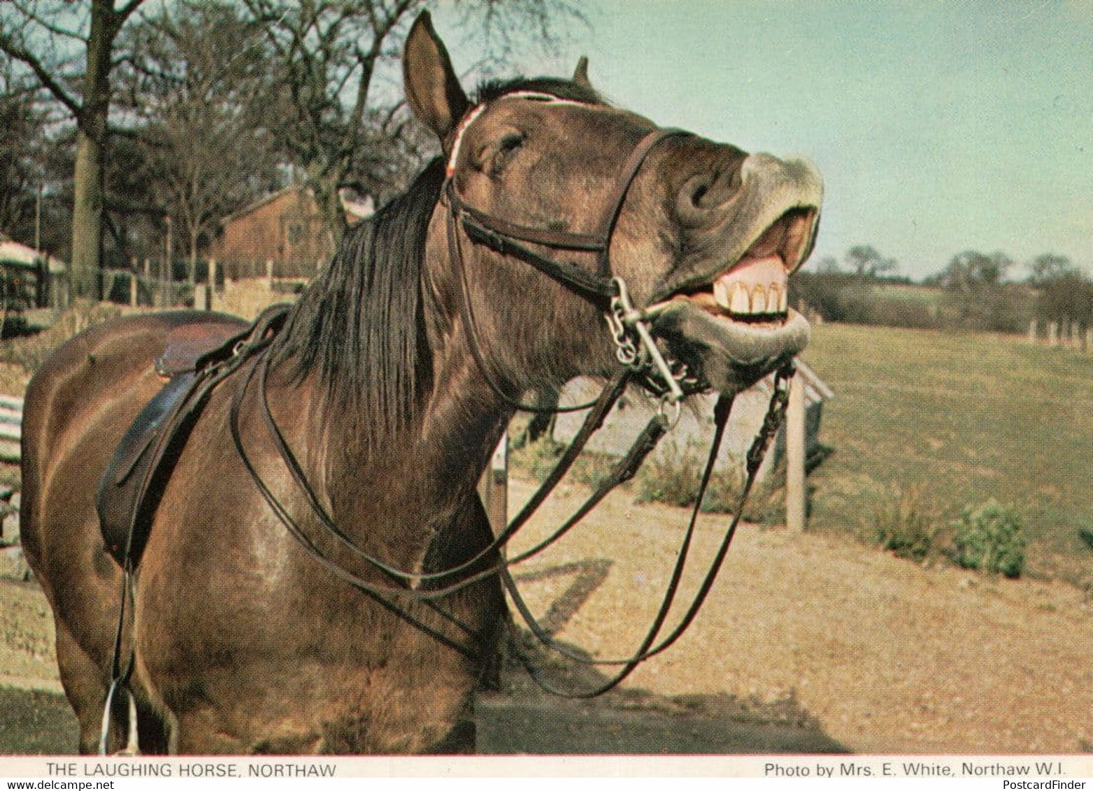 Northaw Laughing Horse Hertfordshire Postcard