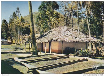 New Caledonia - Poyes Tribe - Coffee drying