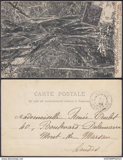 Nouvelle-Calédonie 1907 - CP " En Nouvelle-Calédonie - En forêt vierge " (5G) DC1153