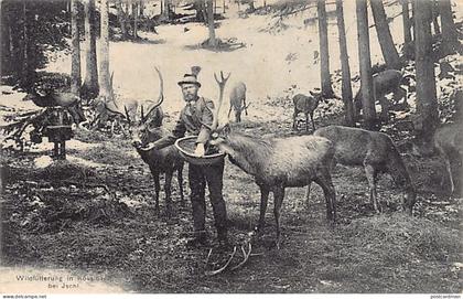 Österreich - Bad Ischl (OÖ) Kößlbach - Wildfütterung