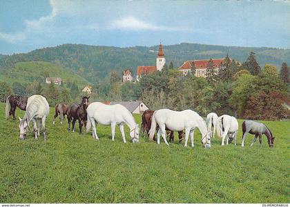 Piber bei Koflach - Lipizzanergestut , Lipizzaner Horses