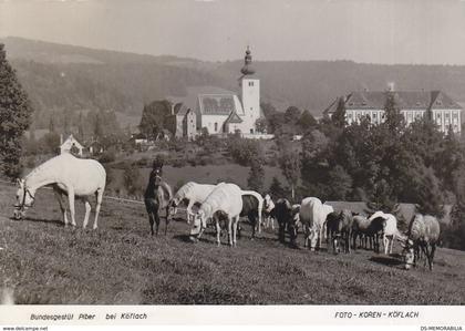 Piber bei Koflach - Lipizzanergestut , Lipizzaner Horses 1962