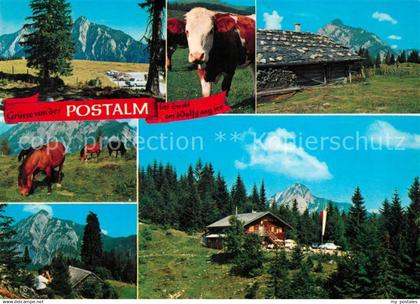 73236805 Strobl Wolfgangsee Postalm Kuh Pferde