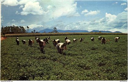 Malawi - Weeding Ground nuts at Nasawa