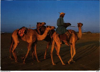 PC SULTANATE OF OMAN, CAMEL RIDER, REAL PHOTO POSTCARD (b16345)