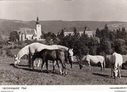 Lipizzanergestut Piber , Lipizzaner Horse , Pferde