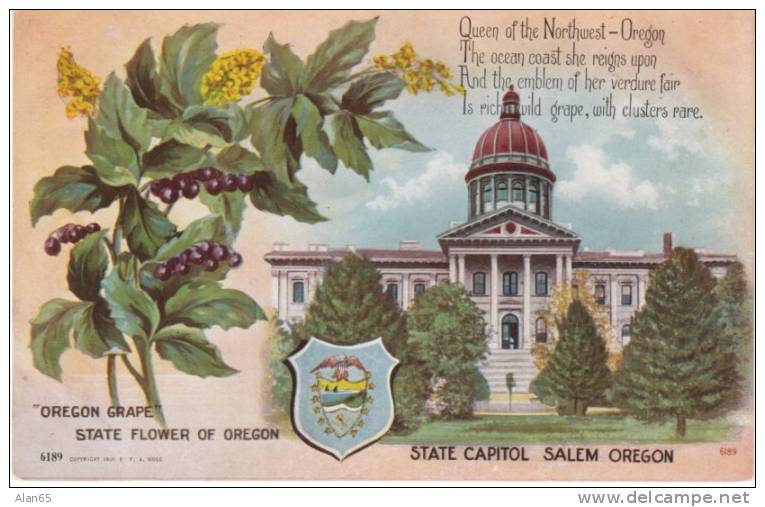 Oregon State Capitol Building , State Flower Oregon Grape, Salem OR on c1910s Vintage  Postcard