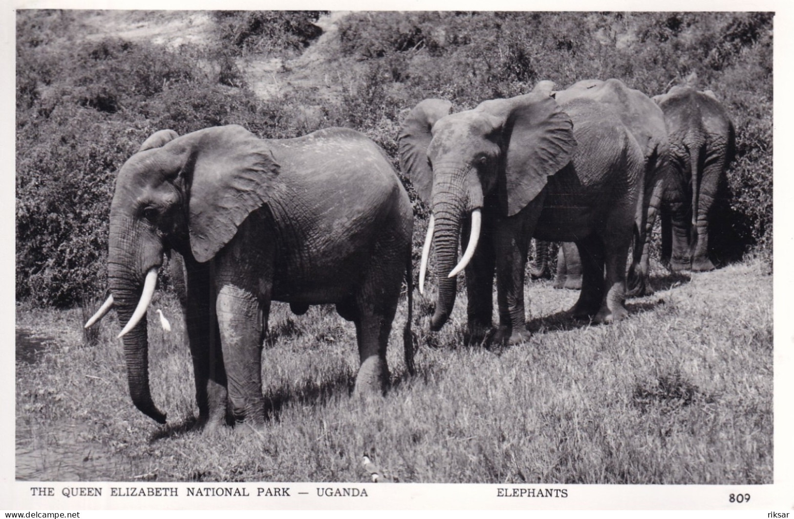 OUGANDA(ELEPHANT)