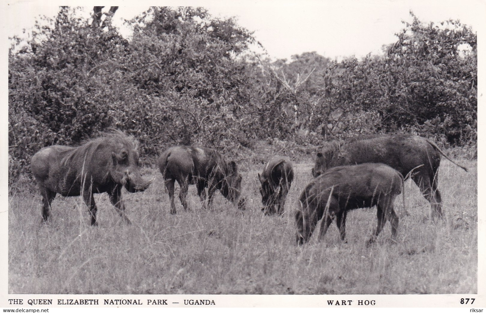 OUGANDA(PHACOCHERE)